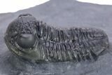 Rare Proetid (Cyberella) Trilobite With Gerastos #359170-7